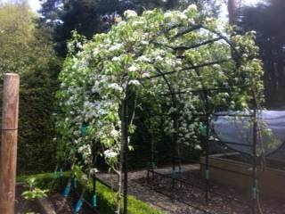 pear arch